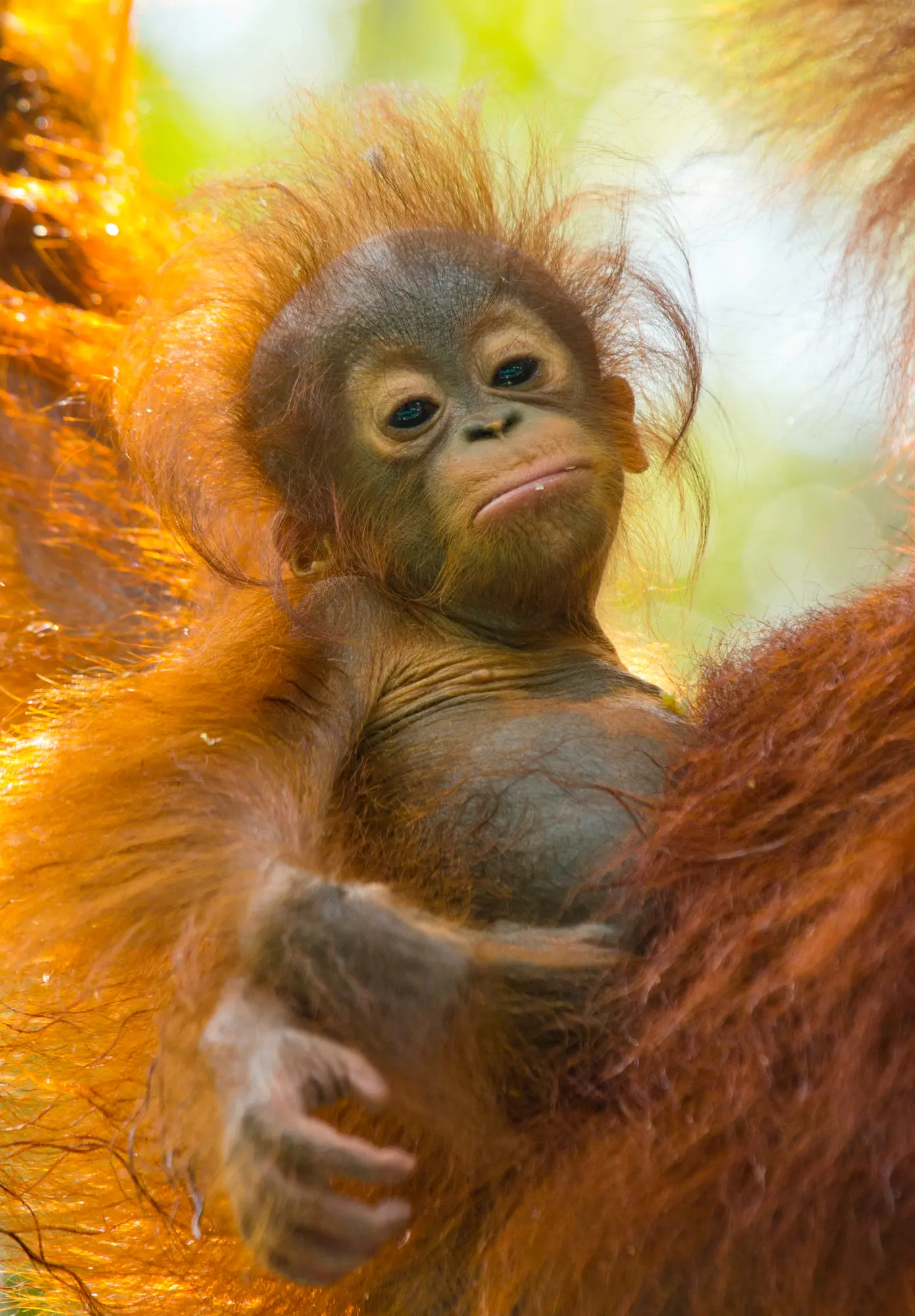 Close up of a hairy baby orangutan glowing in the sunlight in Borneo - Indonesia vs Thailand