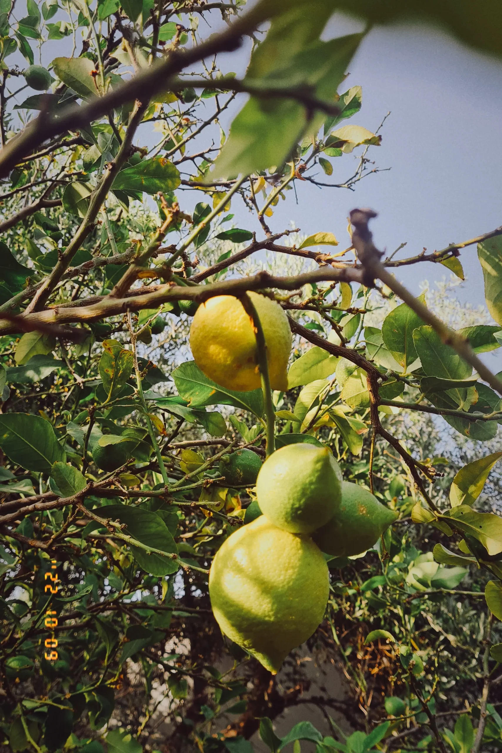 Close up of yellow and green lemons on a tree at Elafonisi Resort by Kalomirakis Family.