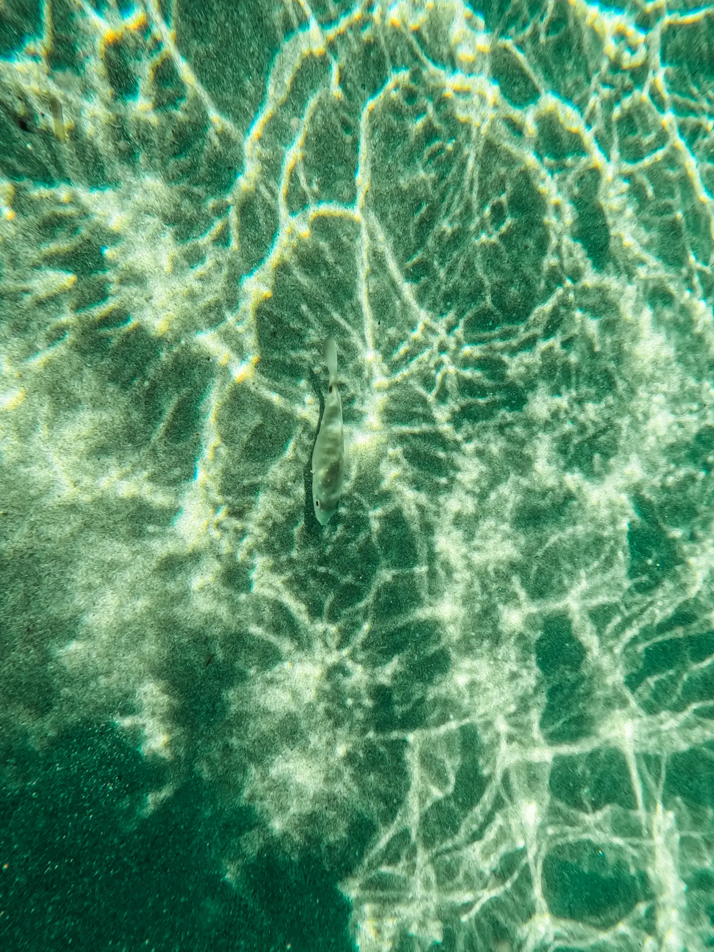 Green underwater photo of a fish with sun reflections at Elafonisi Beach in Crete.