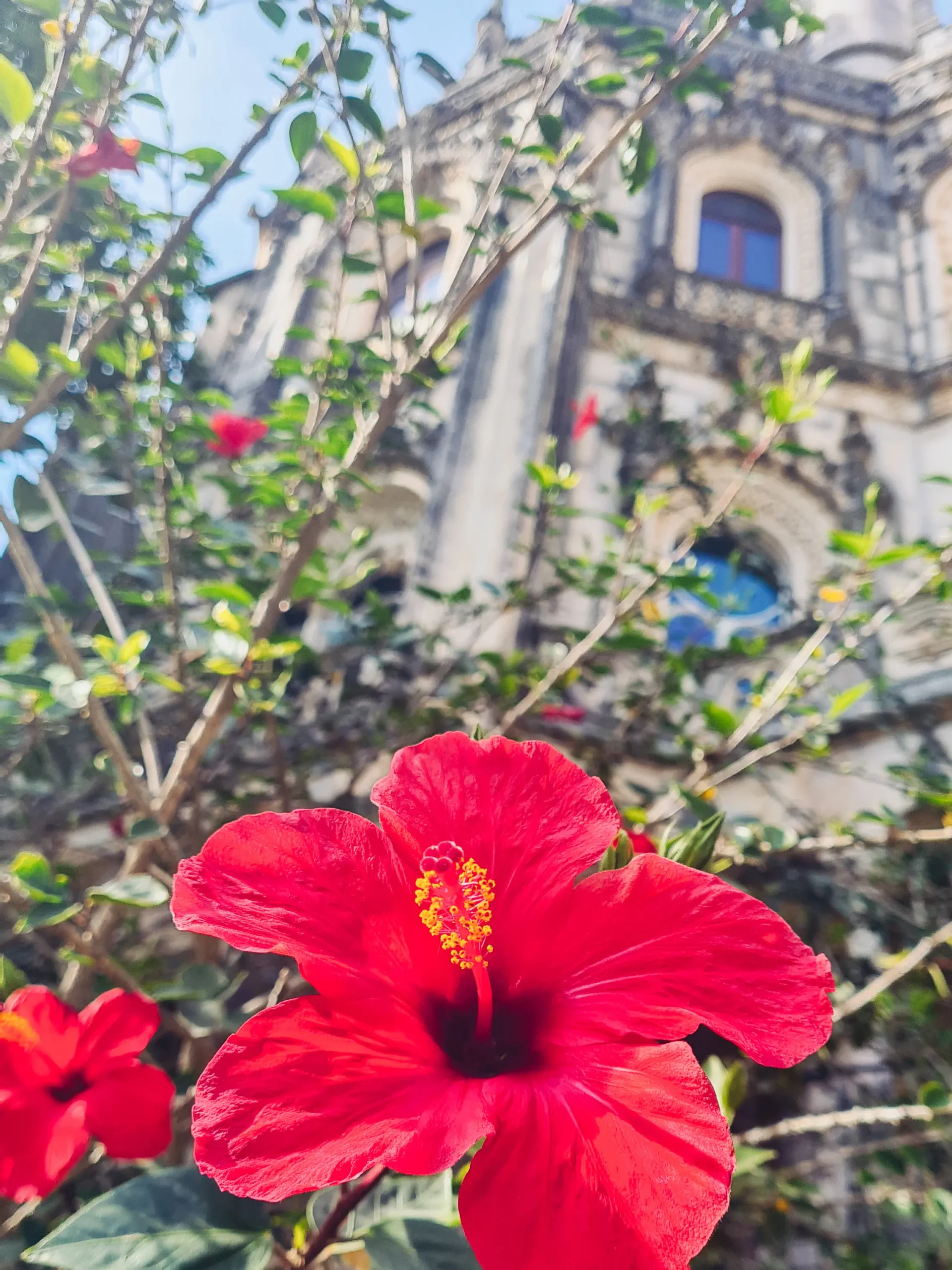 Close up of red Hibiscus flower in from of the ornate stone Quinta da Regaleira palace in Sintra.