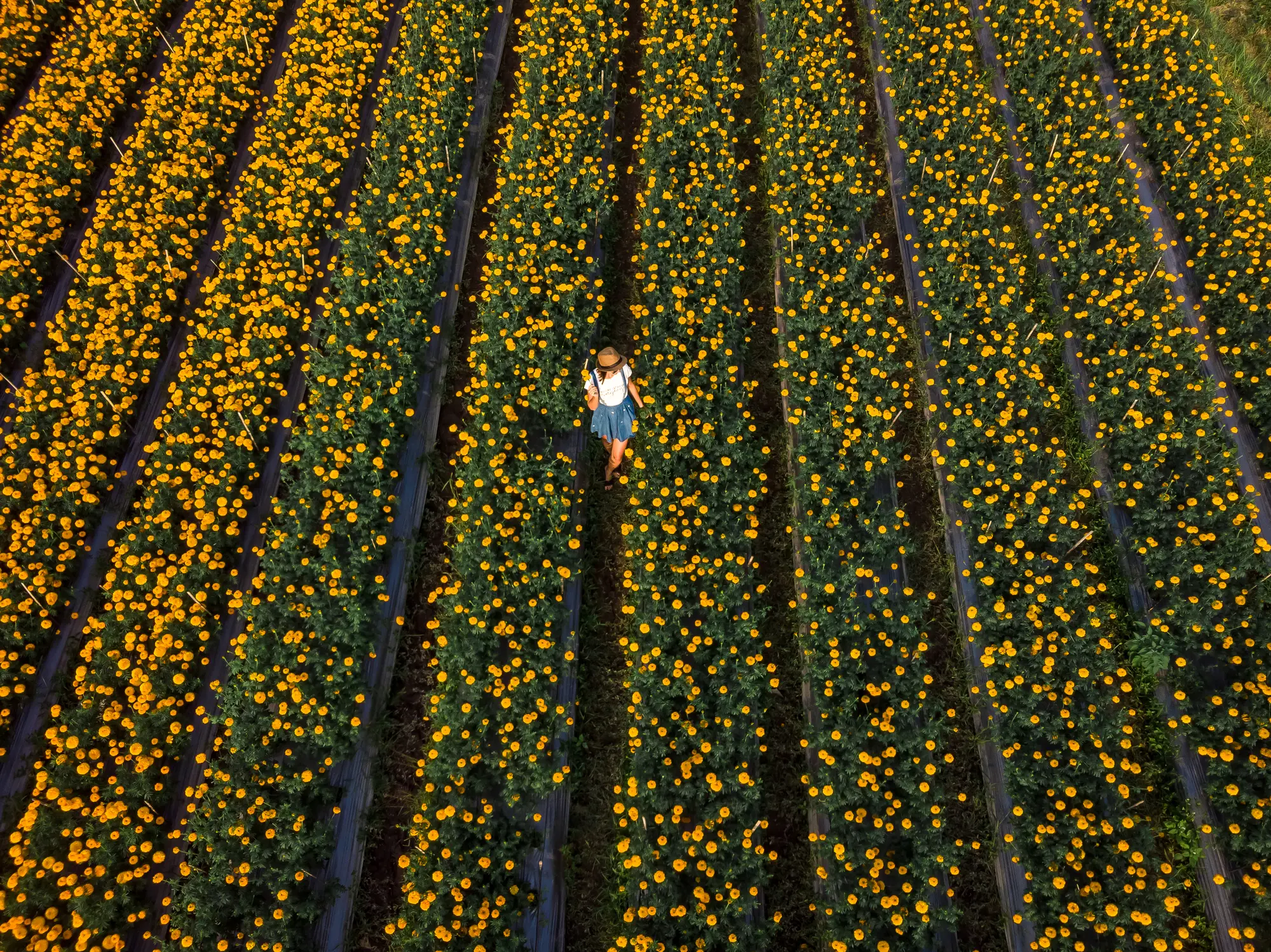 Woman wearing a beige hat, white top and denim skirt, walking in a field of Marigold flowers in Temukus, one of the top things to do in Bali.