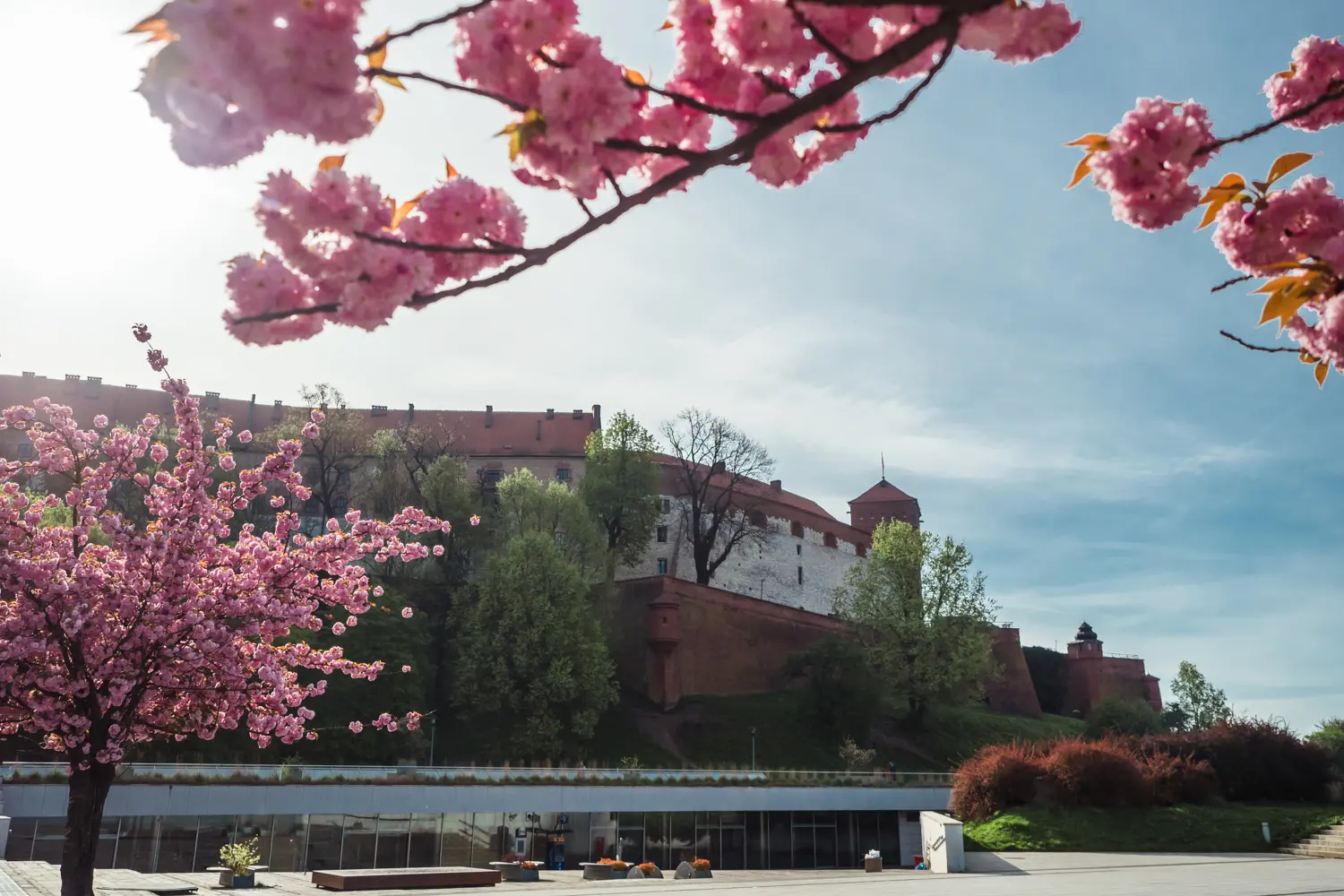 Wawel Castle on top op Wawel Hill on a sunny morning in Krakow seen through a pink cherry blossom tree.