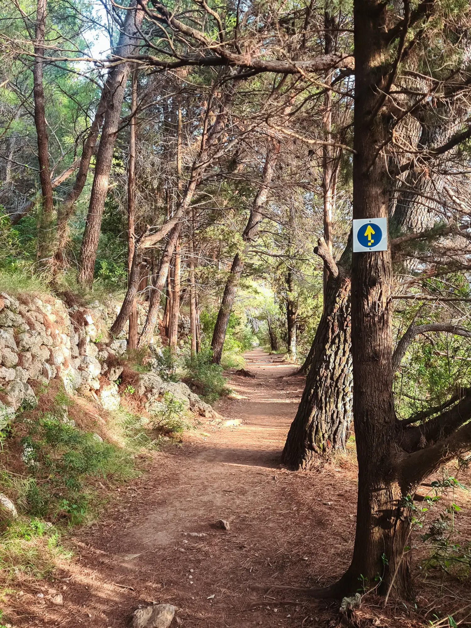 Brown dirt path though the woods with trees on the left whit a small blue arrow, hiking path to Mount Srd Dubrovnik.