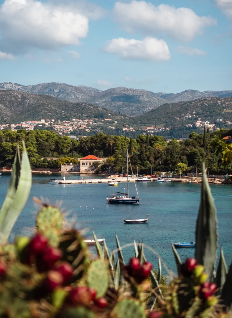 View over green cactus with red fruit of a black sailboat and several small boats in the bay of Kolocep with mountains in the background on the Elaphiti Islands in Dubrovnik.