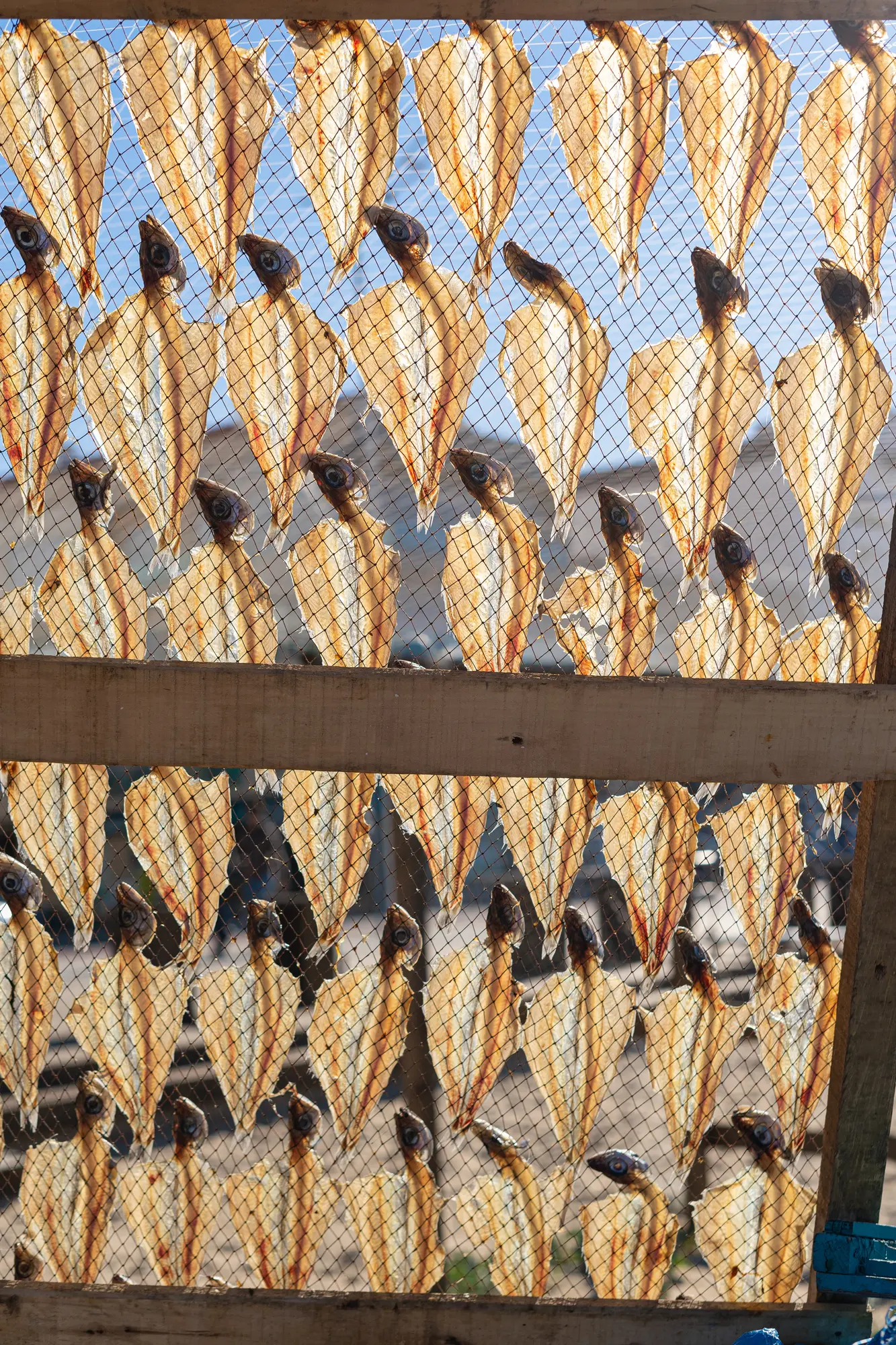 Small yellow butterflied dried fish on the beach in Nazaré, Portugal.