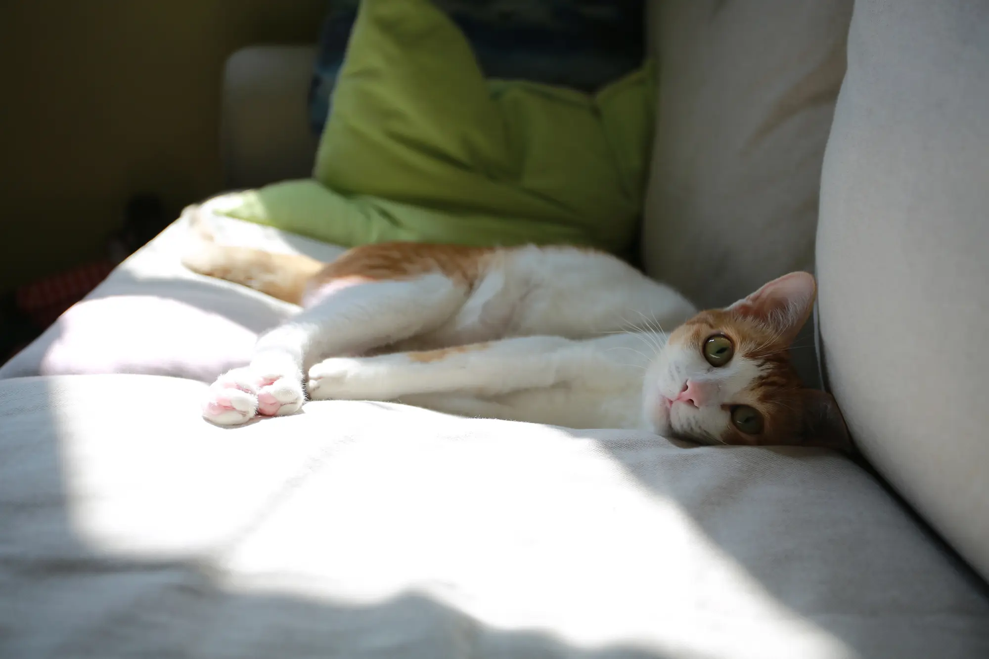 White and orange cat chilling on a light grey coach with a green pillow in the background and the sun shining in, during housesitting for free accommodation.