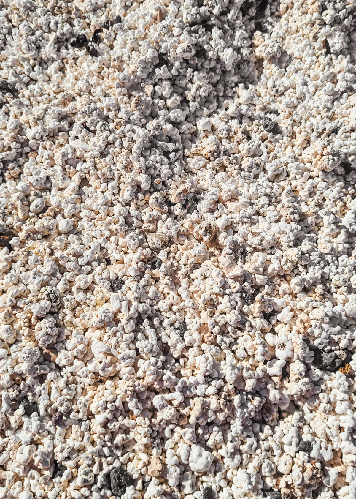 Close up of white, grey and slightly yellow popcorn looking sand/stones on a beach in Corralejo, Fuerteventura.