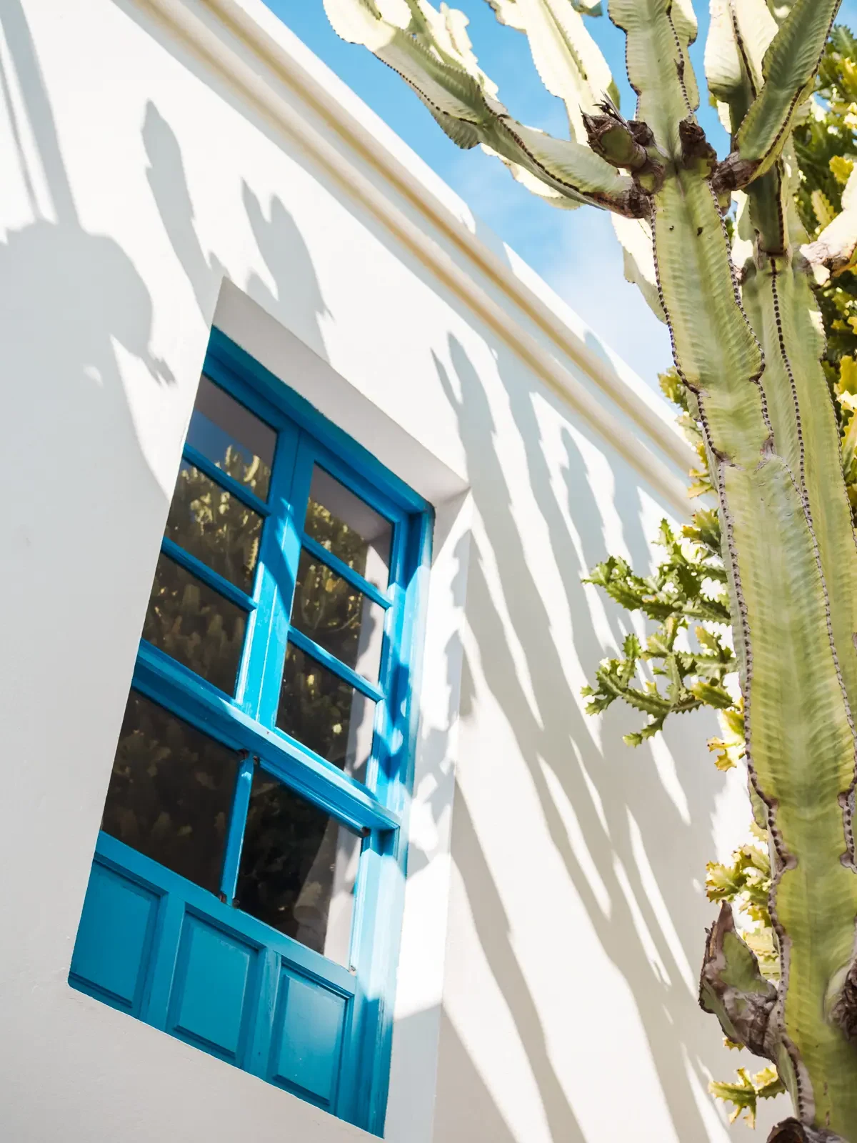 Close up of blue window on a white house next to a large green cactus on Fuerteventura, Canary Islands.