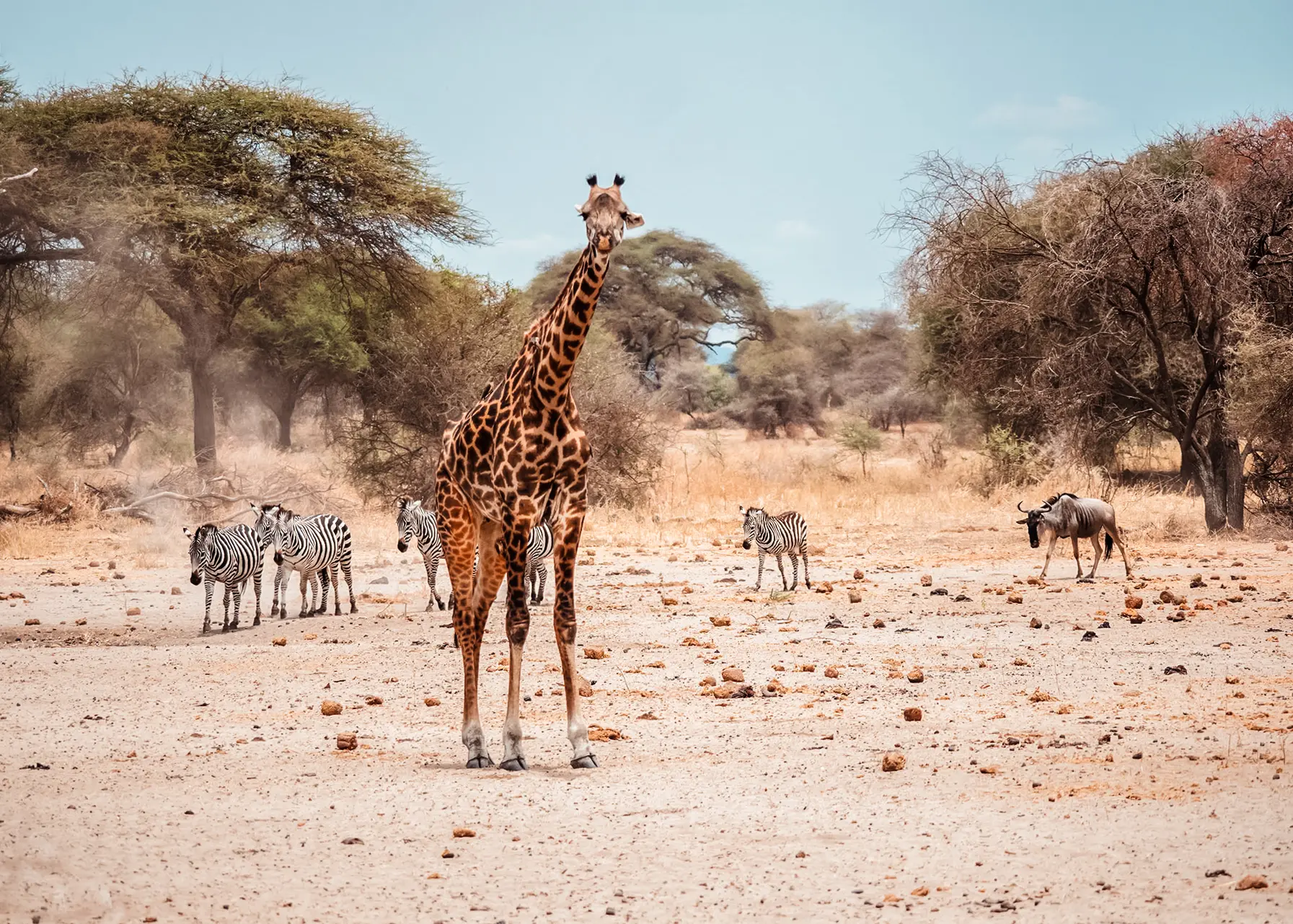 Giraffe walking towards the camera across an open area with five zebras and a wildebeest in the background, during a Tanzania Zanzibar safari.