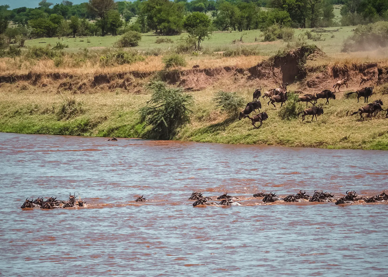 Buffalos running across a green river bank and swimming across a river during the great migration in Serengeti Nation Park, seen during a Tanzania Zanzibar safari.