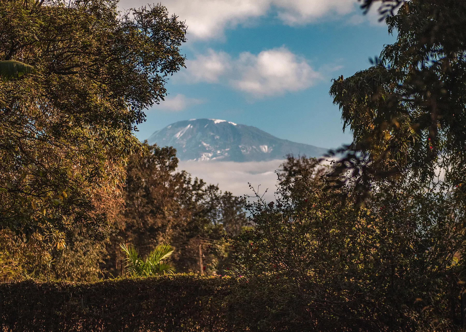 View of Mount Kilimanjaro seen in a distance, through trees on a sunny day with some clouds, during a Tanzania Zanzibar safari.