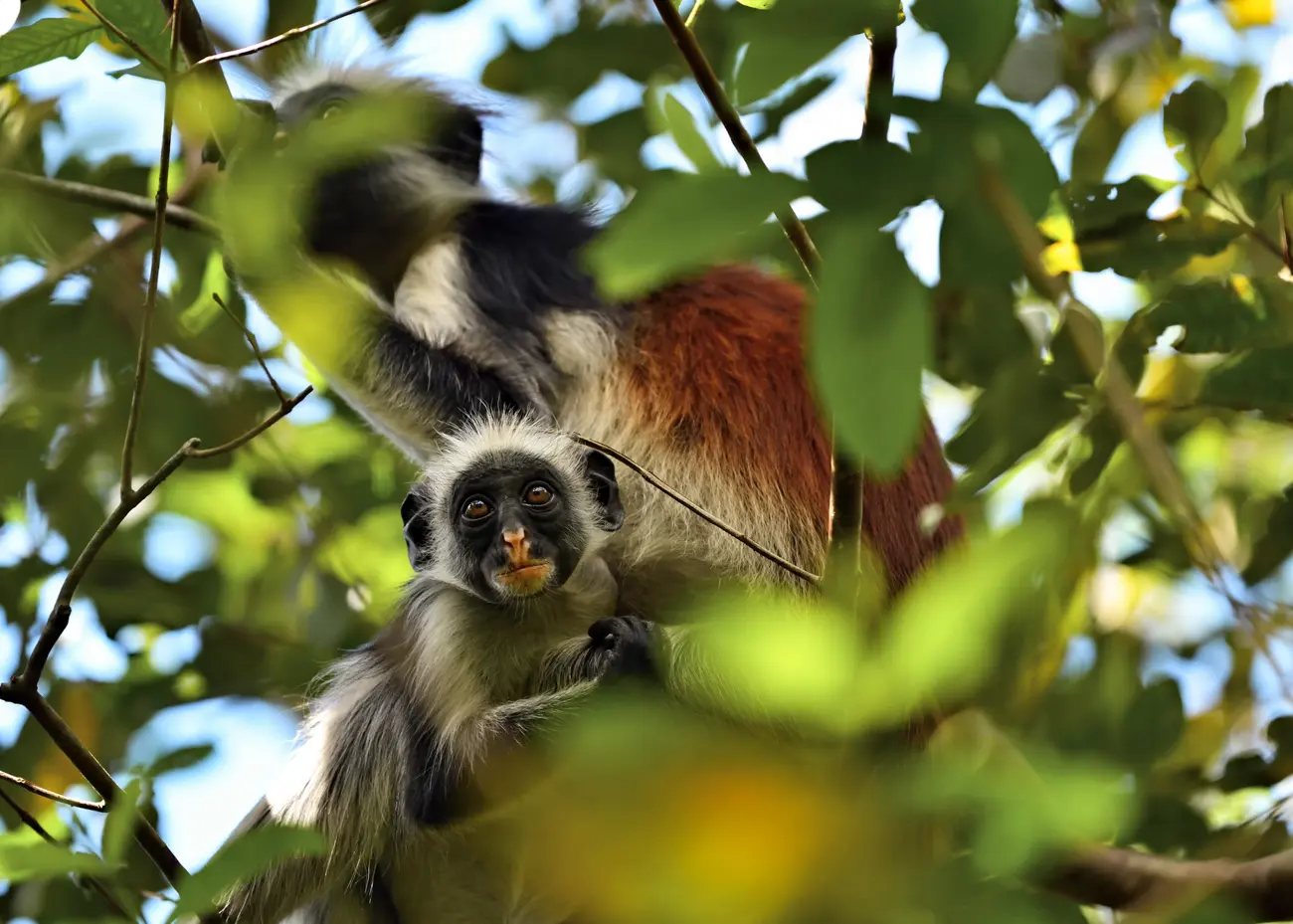 Two Zanzibar Red Colobus monkeys seen through green leaves in a tree, one looking towards the camera, during a Tanzania Zanzibar safari.