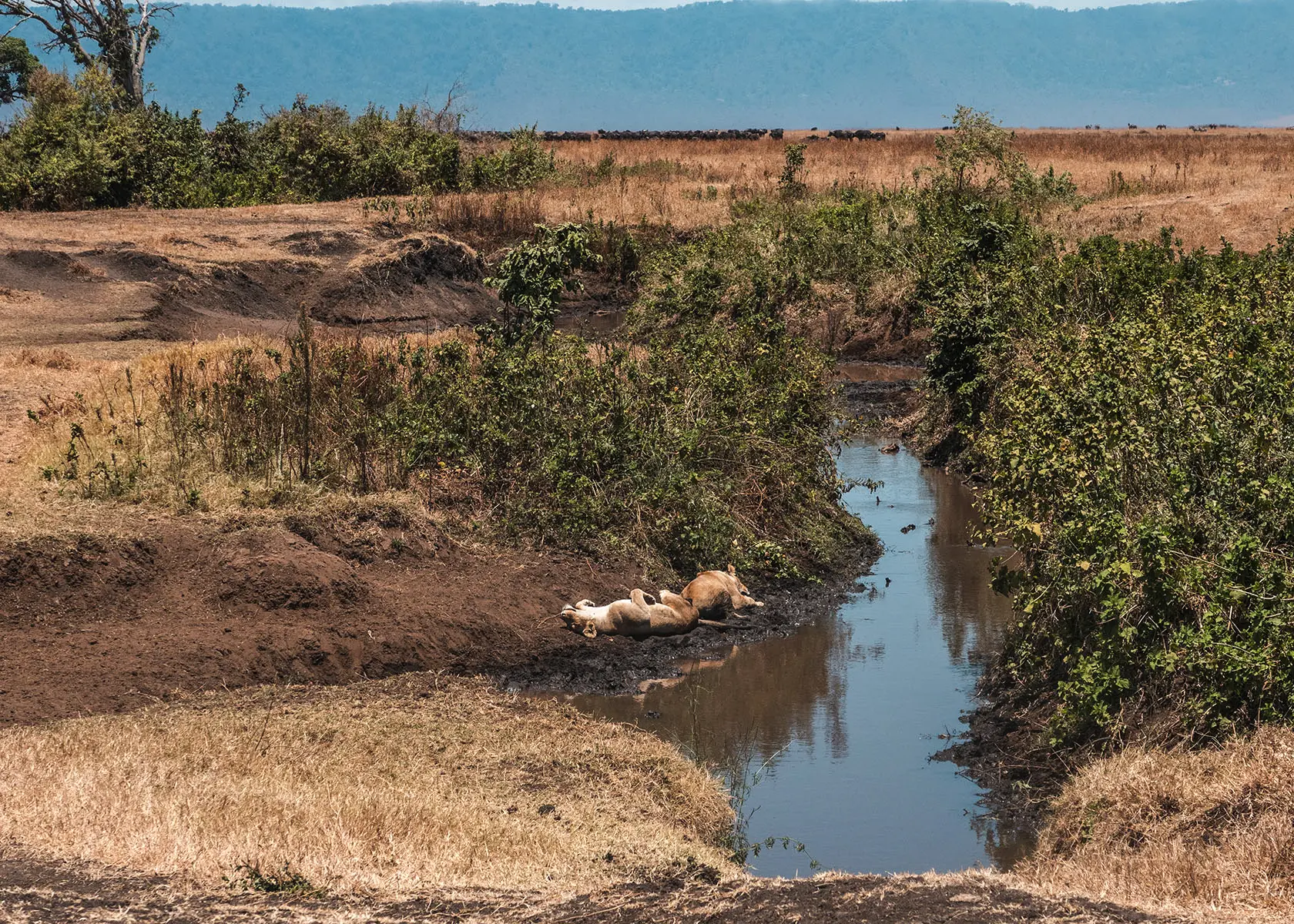 Two lionesses chilling by a small stream surrounded by brown grass and som green bushes on a sunny at at the Ngorongoro Crater, during a Tanzania Zanzibar safari.