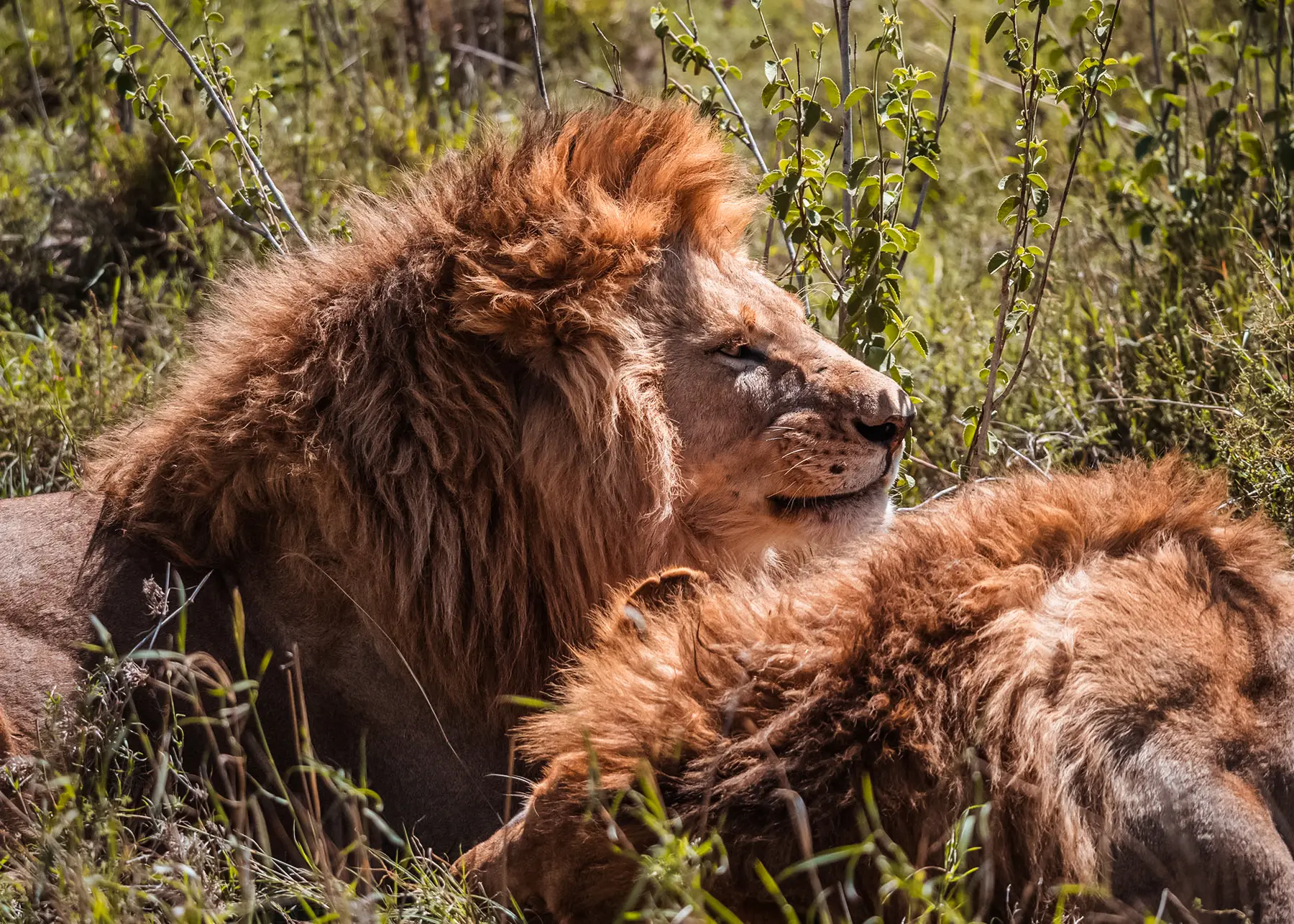 Close up of two lions with fluffy orange manes, chilling in the sun surrounded by green grass in Serengeti National Park during a Tanzania Zanzibar safari.