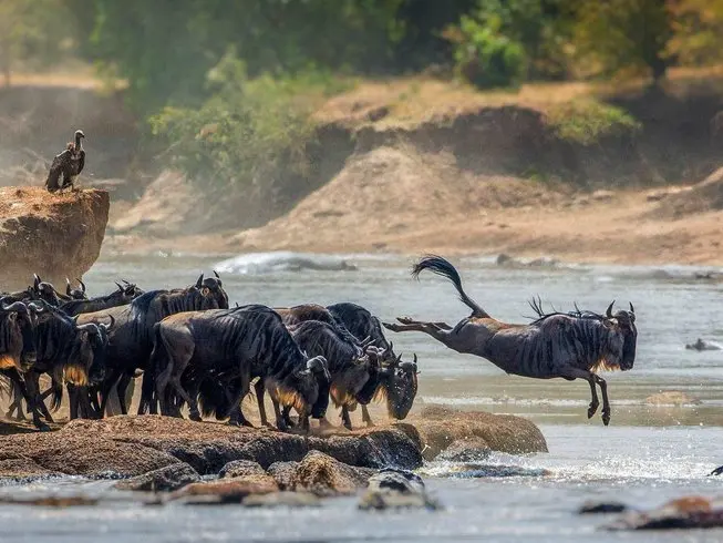 A flock of wildebeests by a river, one jumping in during the great migration, how to book the perfect Tanzania and Zanzibar safari.