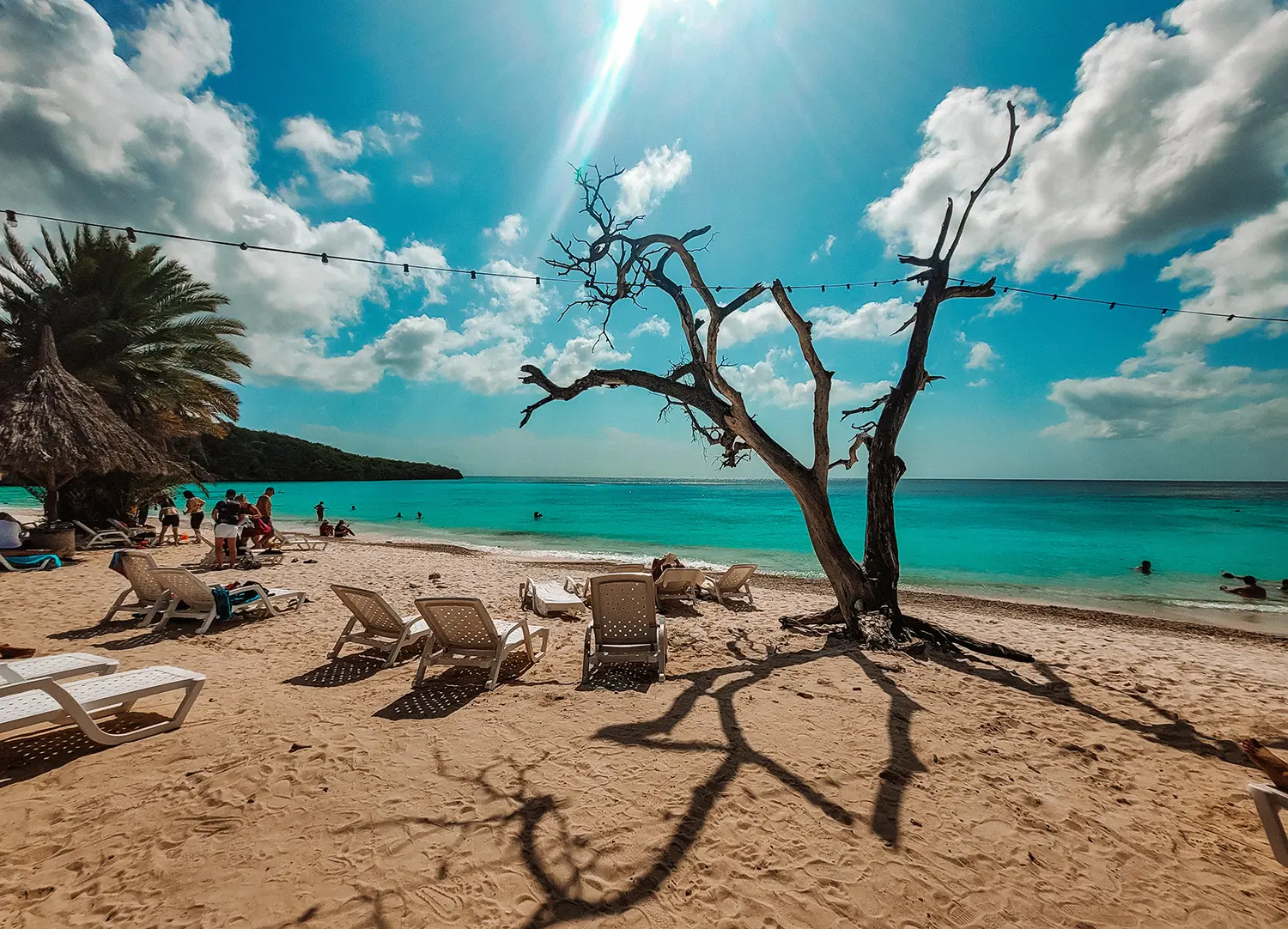 Golden beach with white sun loungers, a palm tree on the left and a dead tree on the right by the turquoise ocean in Cura&ccedil;ao. Things to know before visiting Curacao.