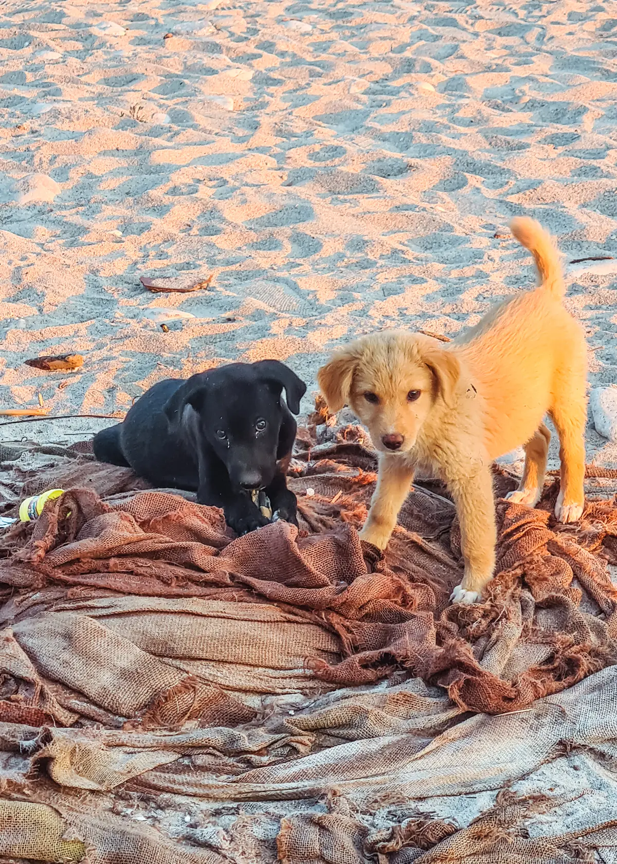 One black and one golden puppy playing on an old towel on Drymades Beach.