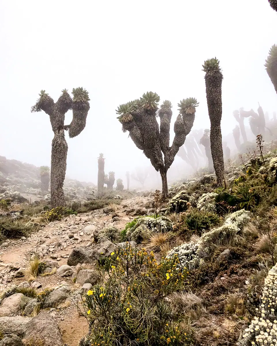 Looking up at tall cactus/succulent plants along a dirt/stone path in the fog while hiking Mount Kilimanjaro, Tanzania.