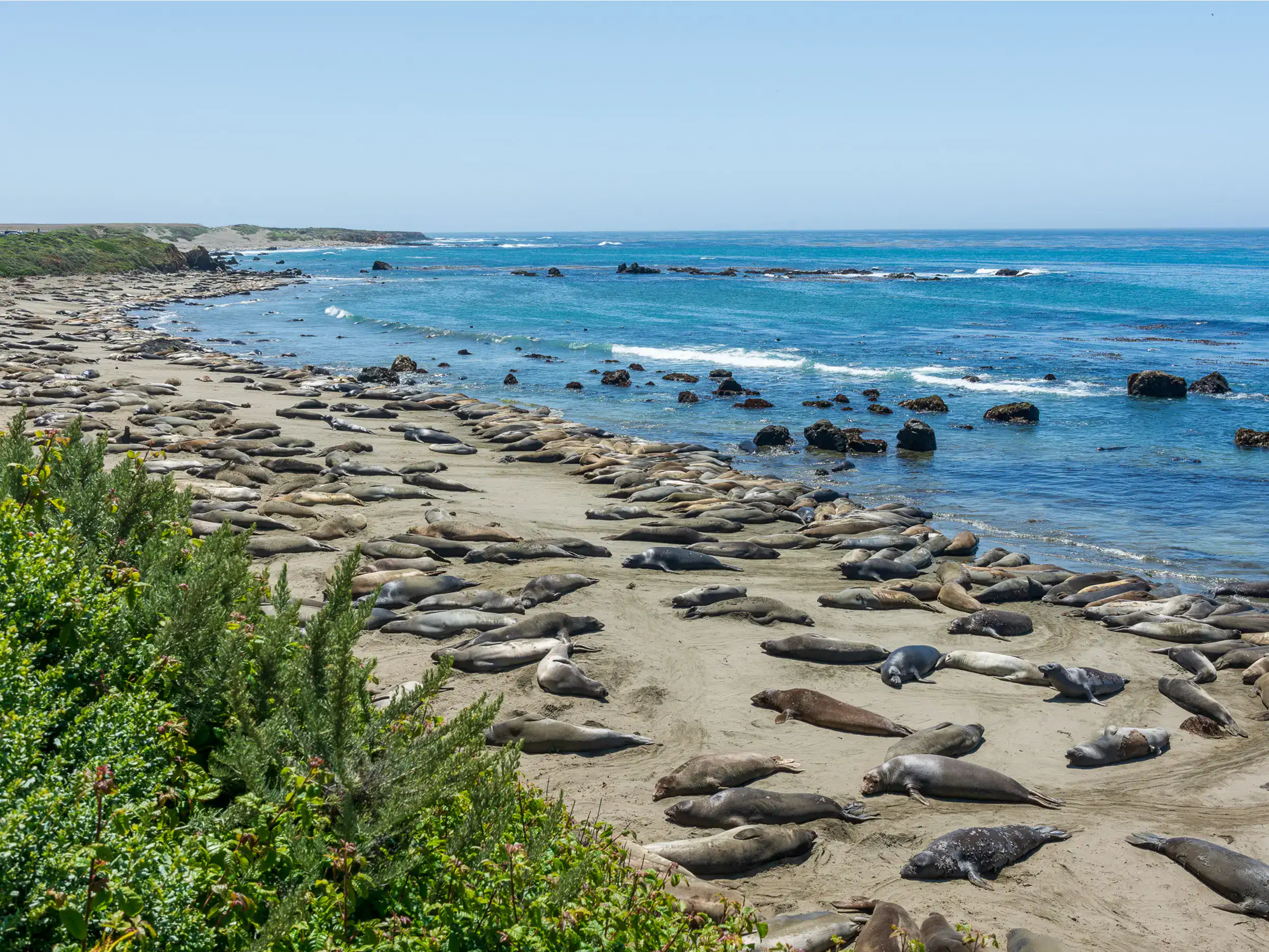 Beach, with greenery on the left, blue ocean with black rocks on the right, covered in Elephant Seals, in Big Sur on a road trip from LA.