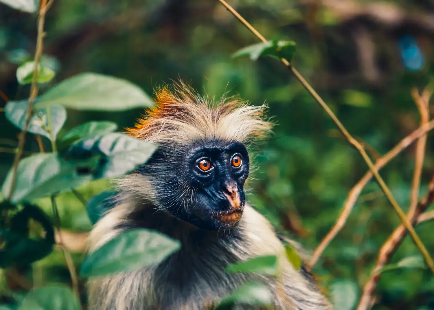 Monkey with dark face and orange eyes, with blonde and orange hair, looking into the distance surrounded by dark green leaves, seen during a 7-day itinerary in Zanzibar.