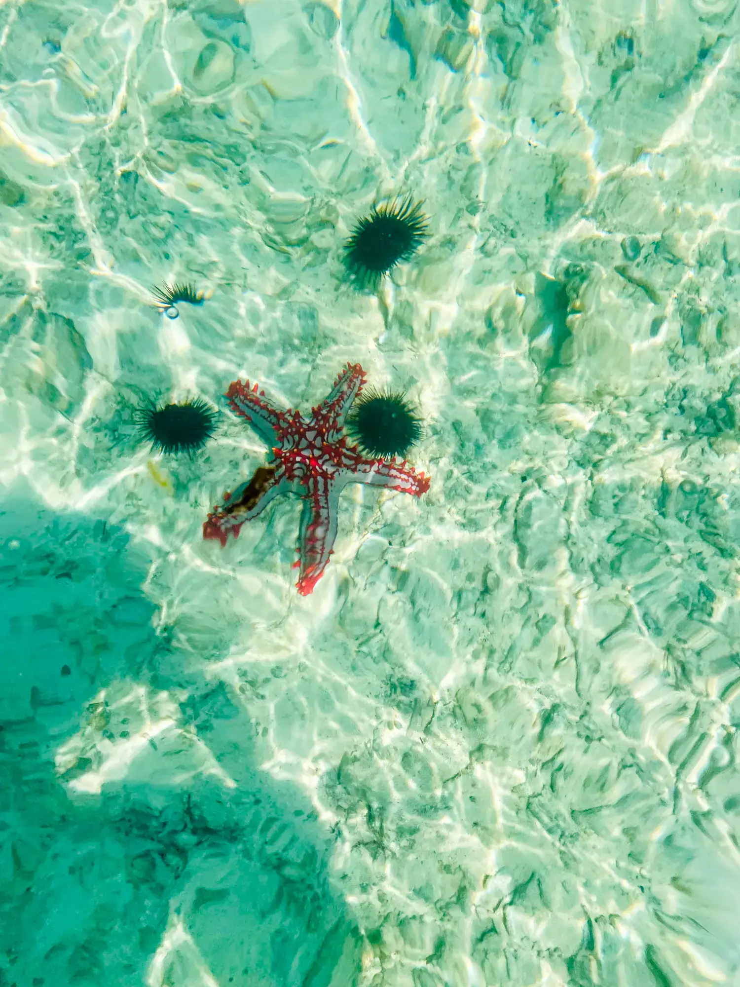 Red starfish and three urchins seen in crystal clear green water during a 7-day Zanzibar itinerary.