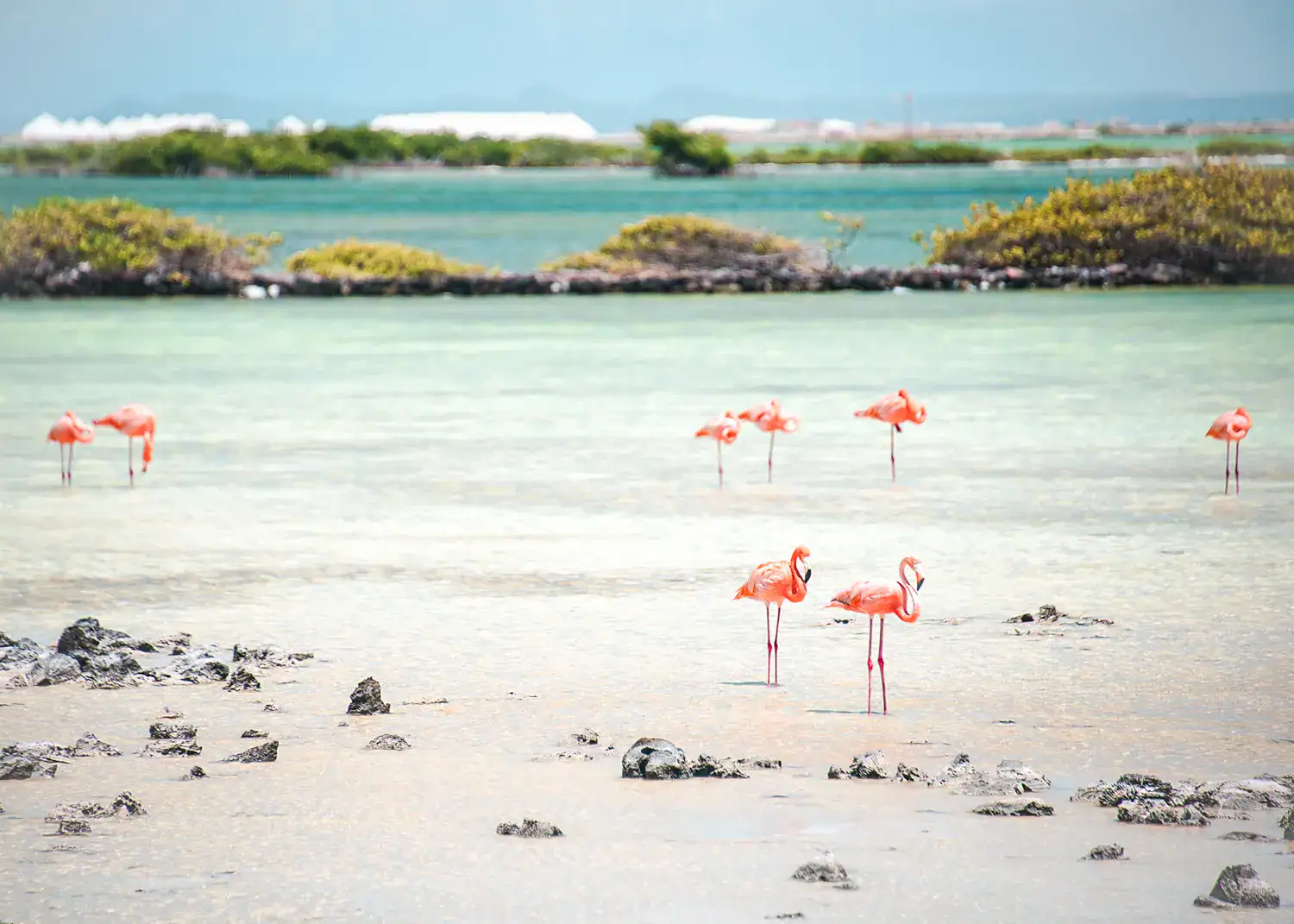 Orange flamingos in shallow turquoise ocean with greenery in the background, during a one-day Bonaire itinerary.