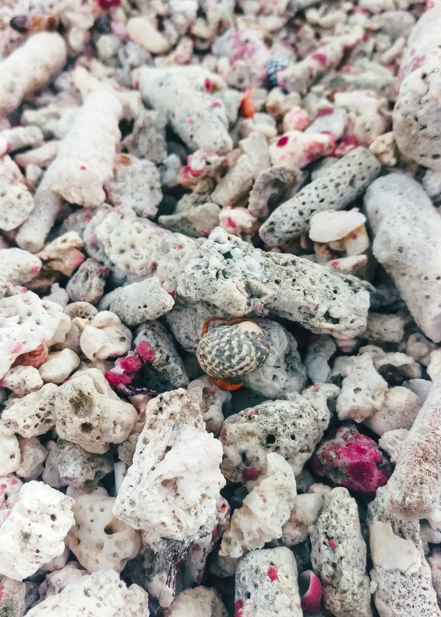 Close up of dried white coral whit some purple spots and a small hermit crab in a white and grey shell seen during a day in Bonaire.