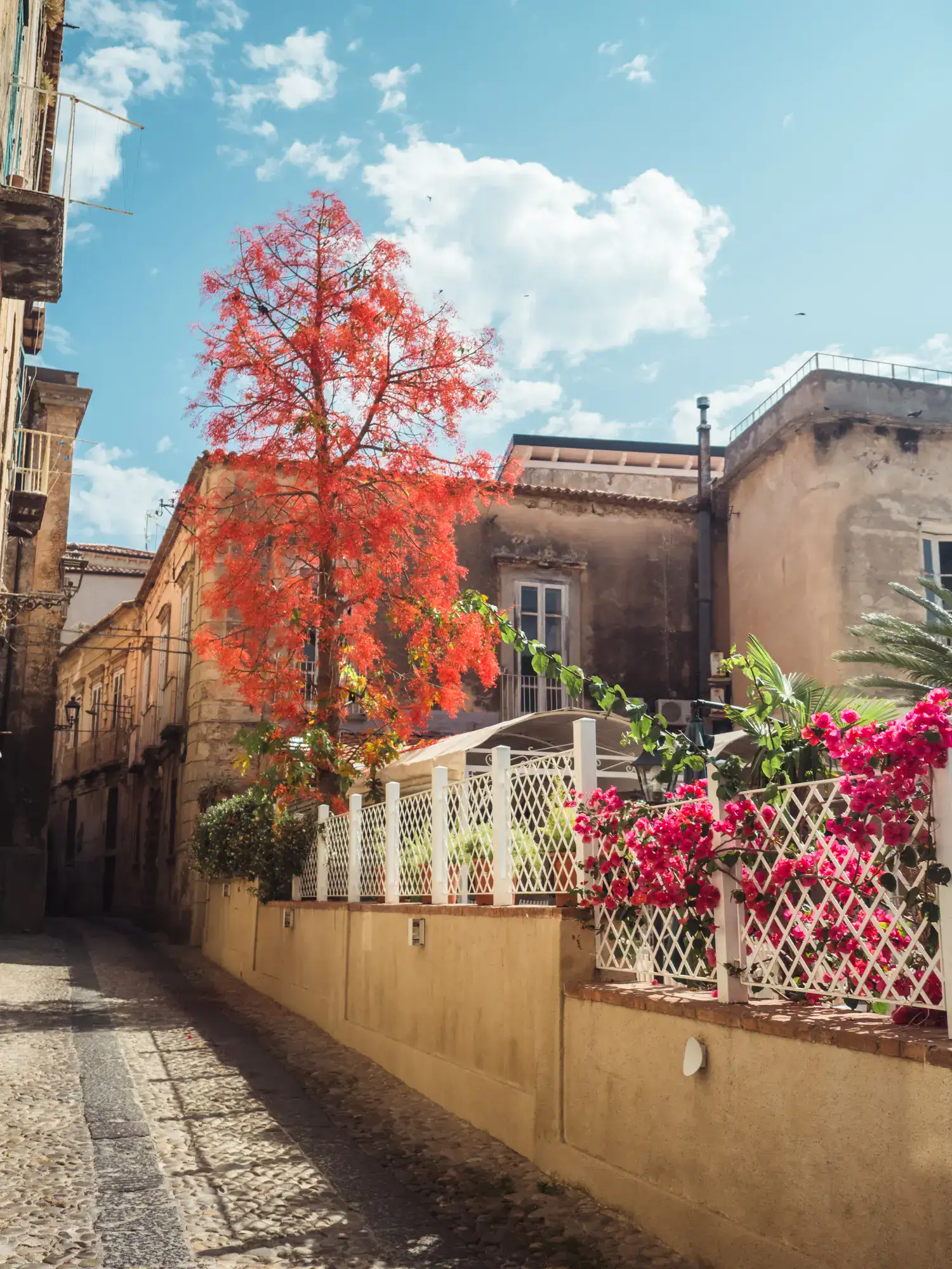 Red tree against a blue sky in the sandstone colored Old Town in Tropea, Italy.