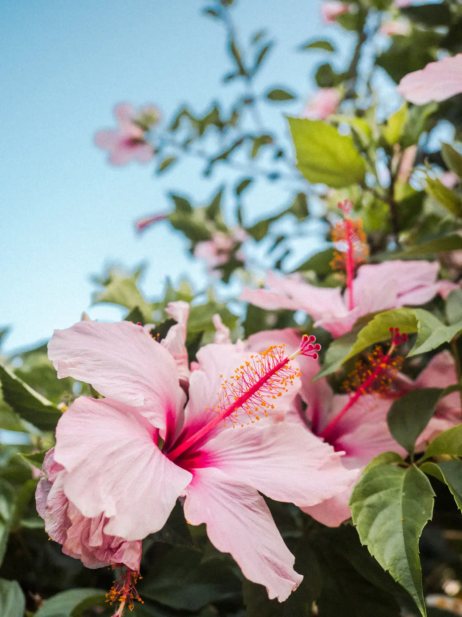 Close up of light pink Hibiscus flowers, with dark pink middle, green leaves and a light blue sky in the background.