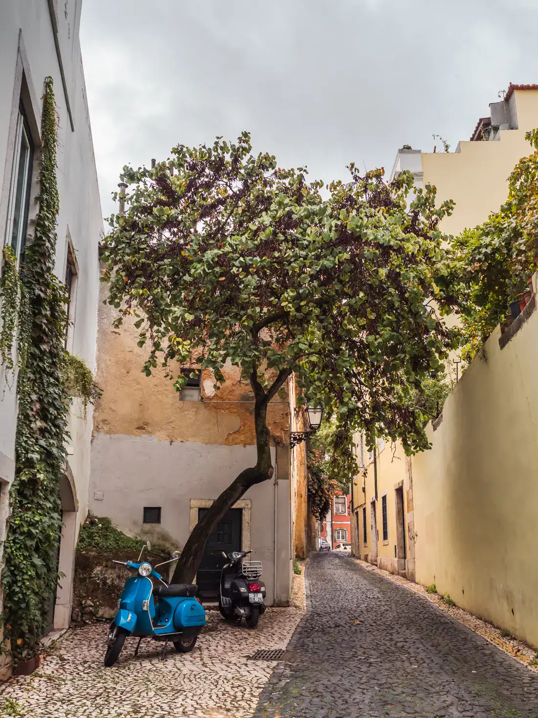 Blue retro scooter in front of a crooked tree next to a cobbled alley surrounded by white and yellow buildings seen during a one day itinerary in Lisbon.