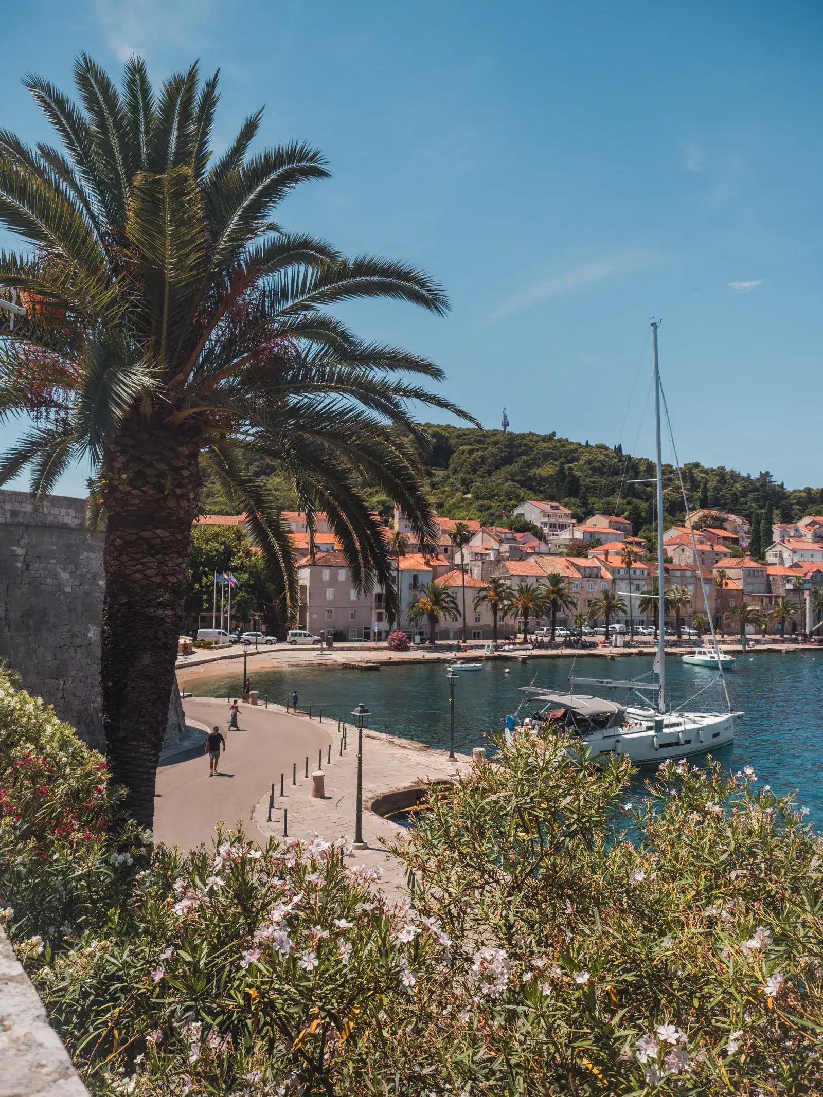 Looking out over a harbor in Korcula Old Town, walking path along the water, large palm tree on the left, sail boat in the water on the right, stone houses with orange roofs in the background. Where to stay Korcula.