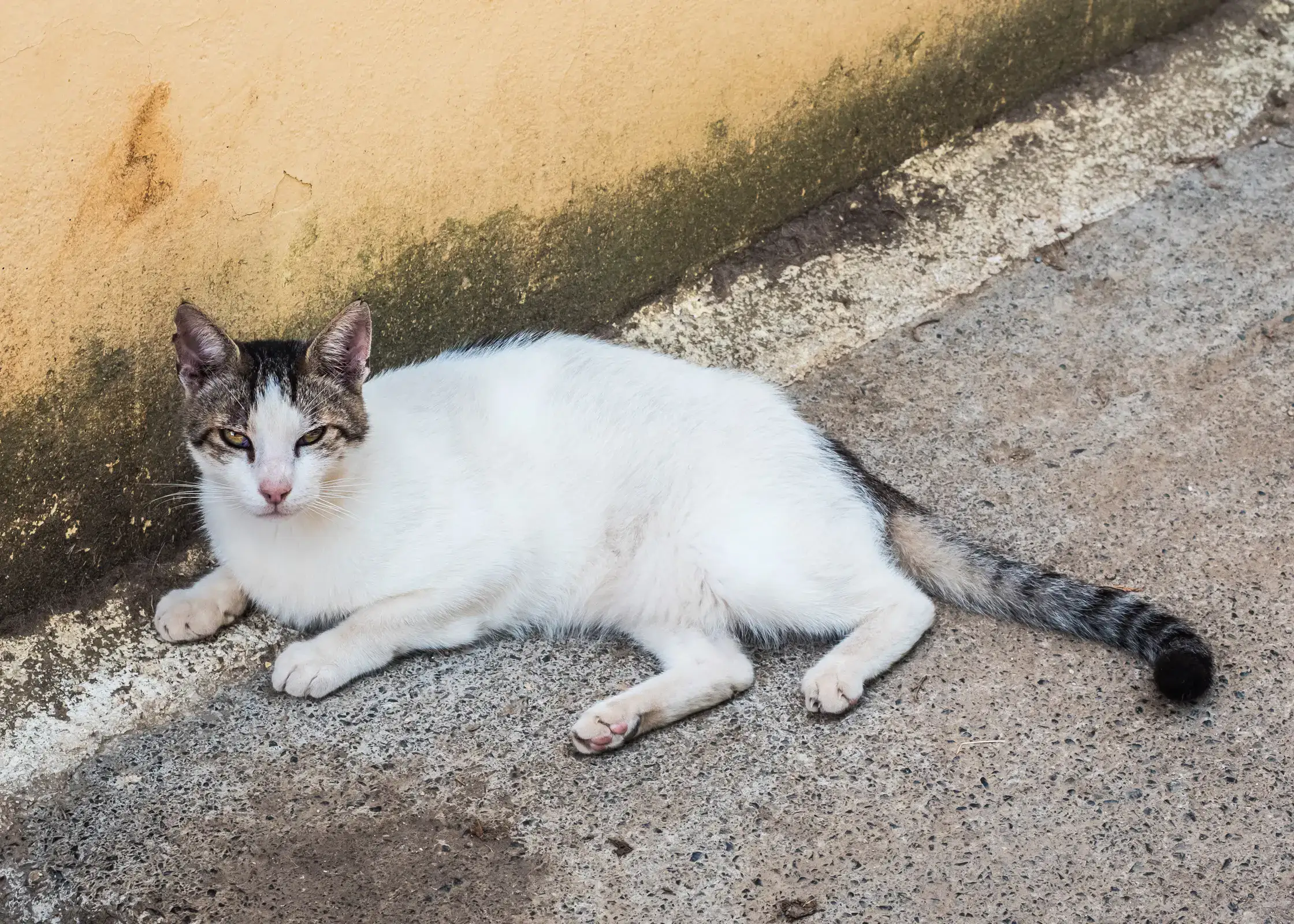 White cat with black and grey stripes on the head and tail, laying on a concrete floor with a dirty, yellow wall in the background at Corfu Donkey Sanctuary.