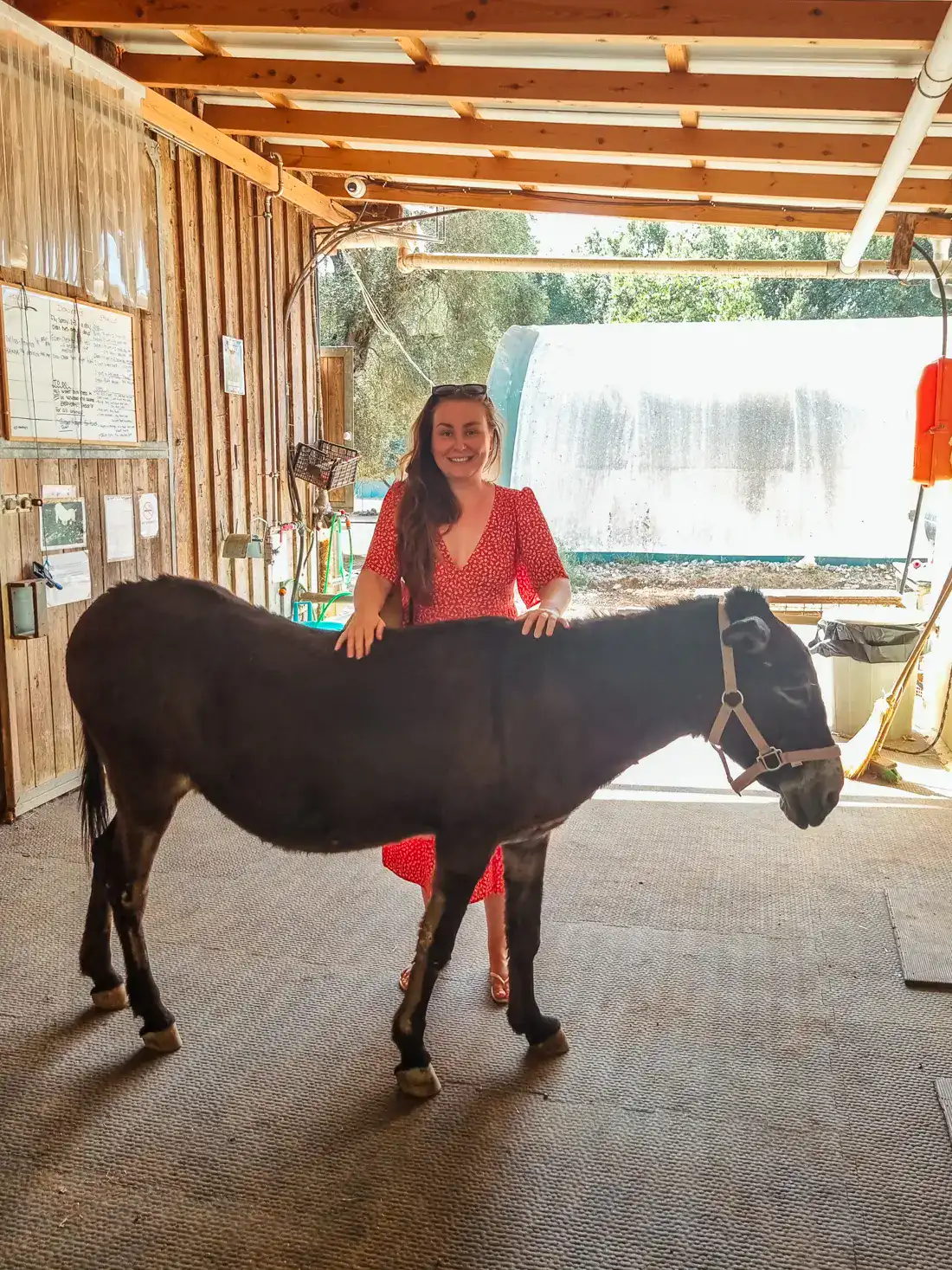 Woman with long, brown hair, wearing a red dress standing behind a dark donkey inside the stable at Corfu Donkey Rescue.