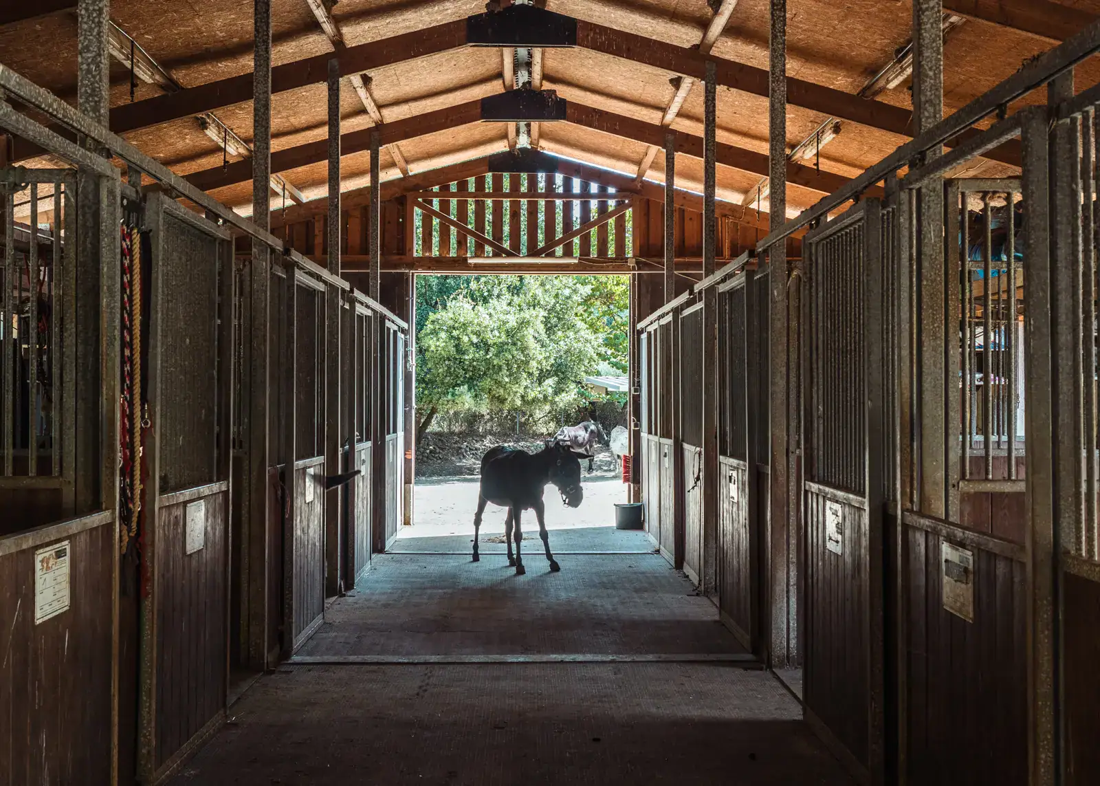 Looking through a stable with wooden roof, on a small donkey donkey standing in the doorway with light coming in from behind, seen during a visit to Corfu Donkey Rescue.
