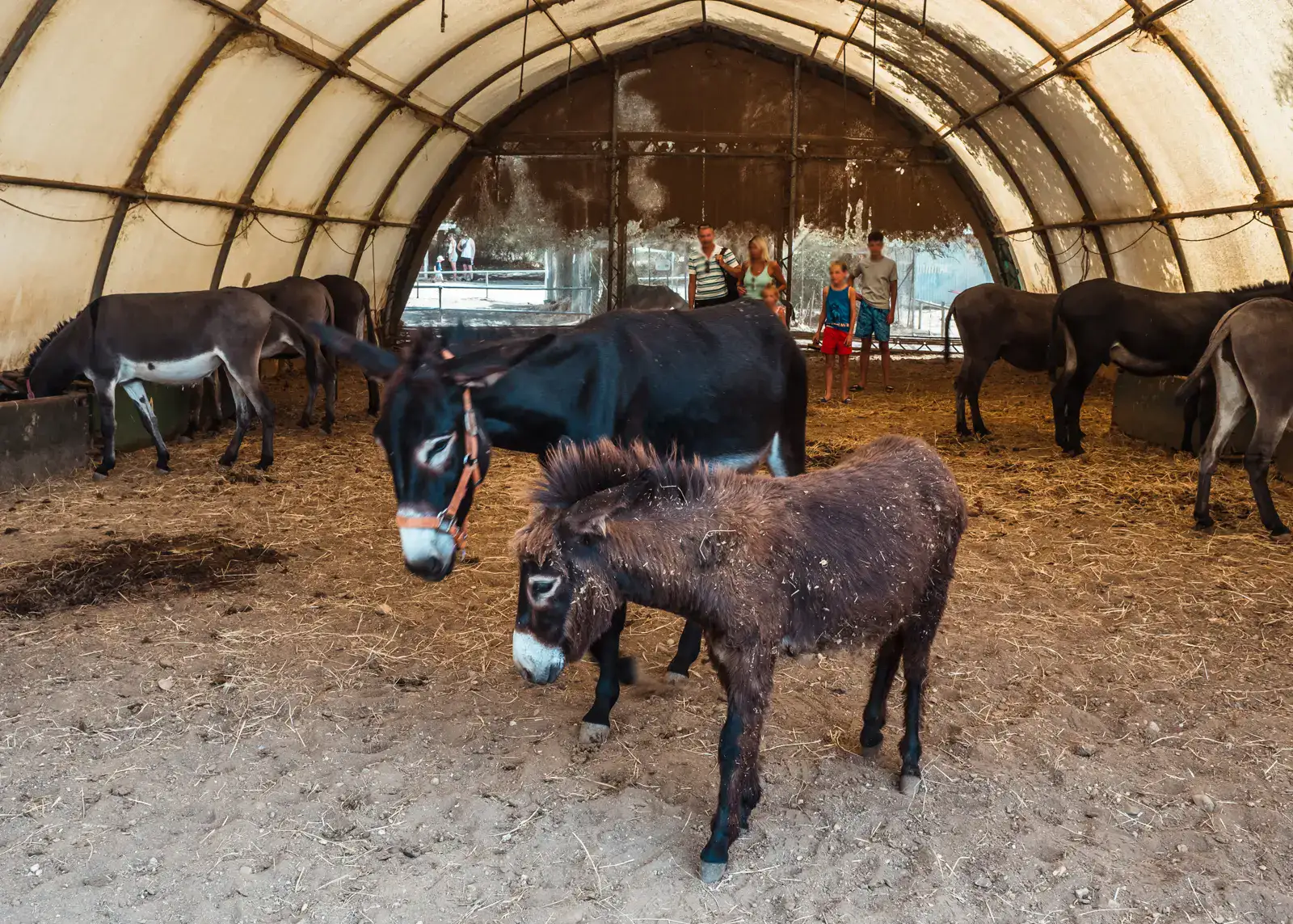 Brown, fluffy baby donkey with his dark mother, inside an arch shaped barn, people and other donkeys in the background at Corfu Donkey Rescue.