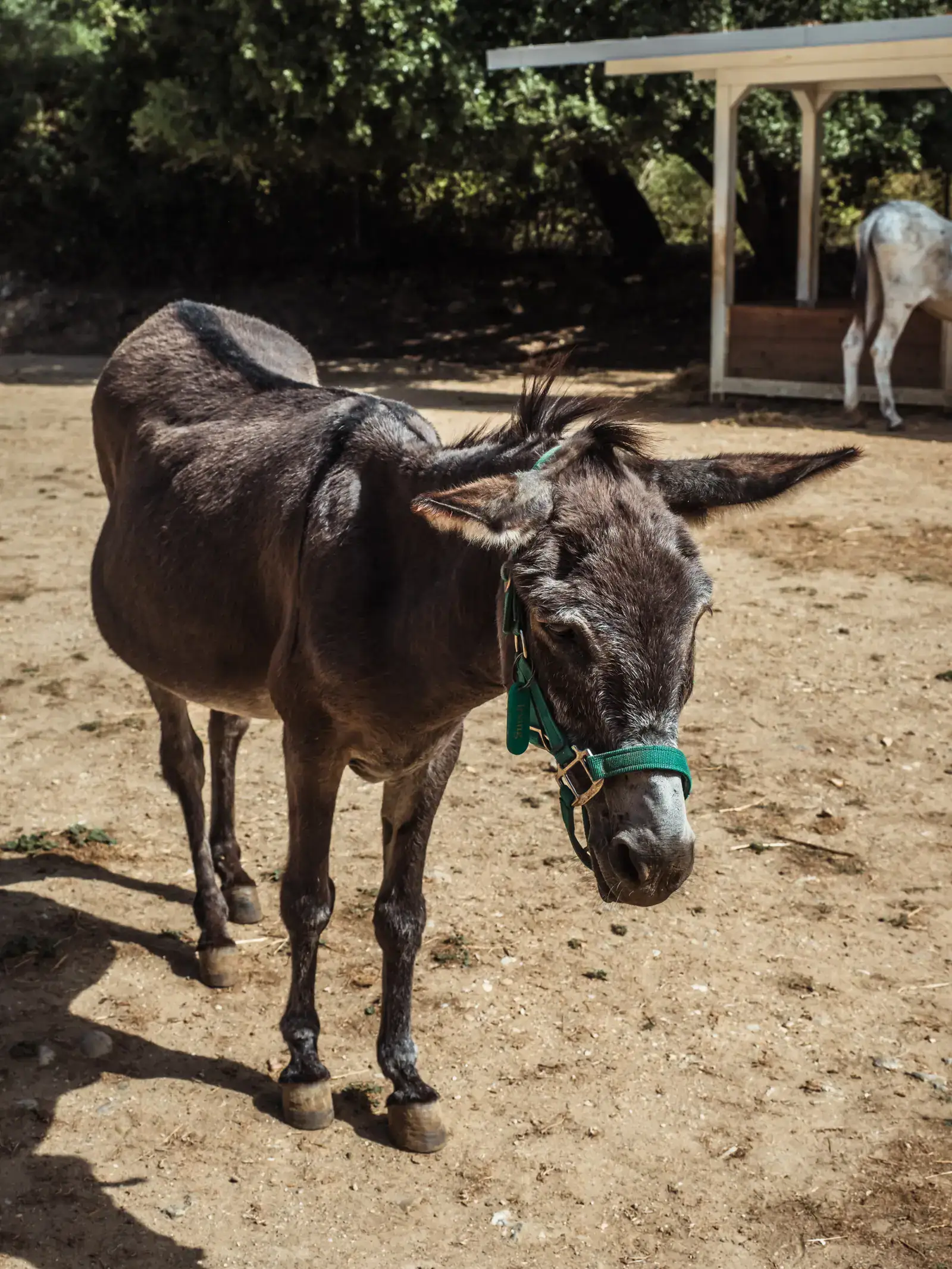 Dark donkey with some grey hair on its face and a dark line going down the back, standing right in front of the camera in a dirt paddock, seen during a visit of Corfu Donkey Rescue.