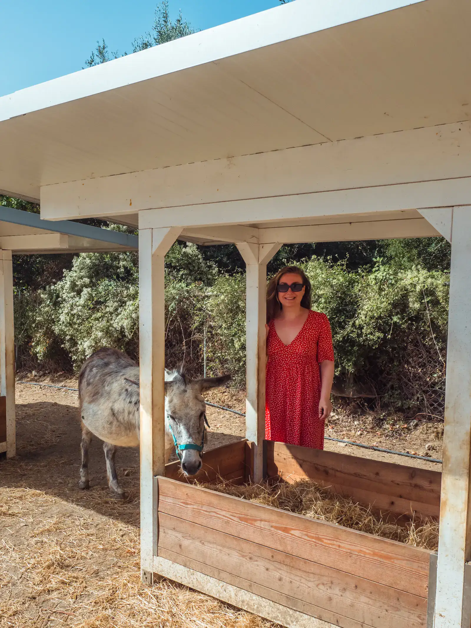 Woman in a red dress and sunglasses standing next to a grey and white donkey eating hay from a trough at Corfu Donkey Rescue.