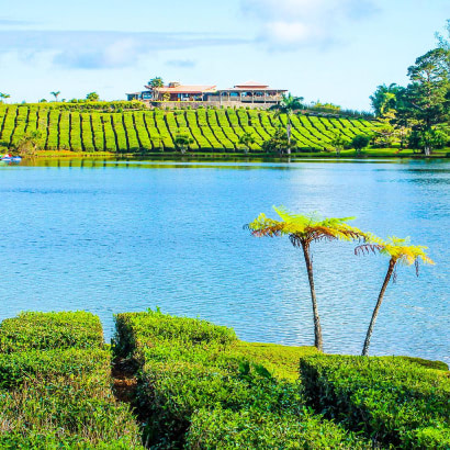 Domaine de Bois Chéri tea plantation in Mauritius