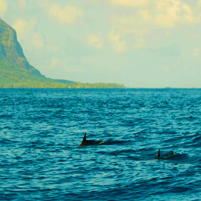 Speed Boat Trip to Benitiers Island, Swim with Dolphins and Snorkeling  