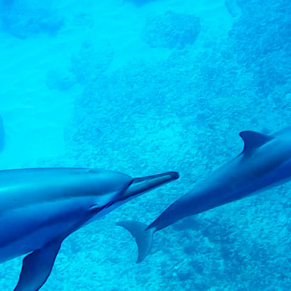 Swimming with dolphins in Tamarin Bay