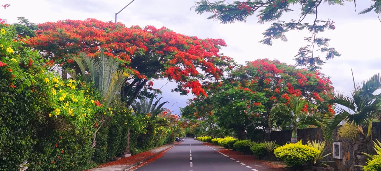 flamboyant tree 1