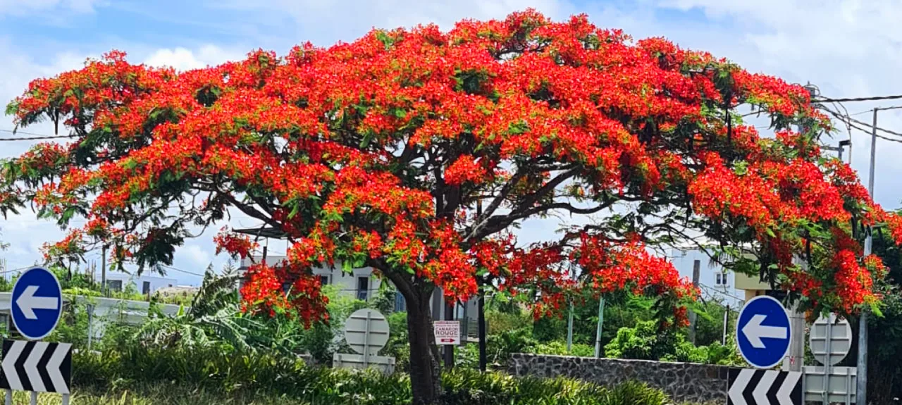 flamboyant tree 2