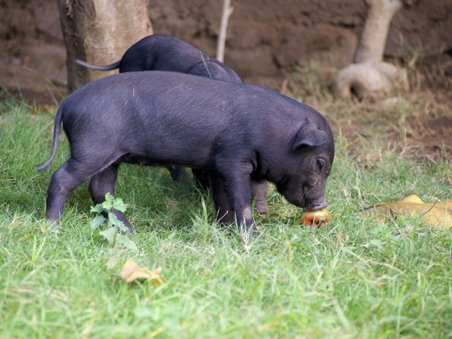 anotherone of the cute pigs in our backyard 1024x768 640x480 - Eine Reise mit Freunden