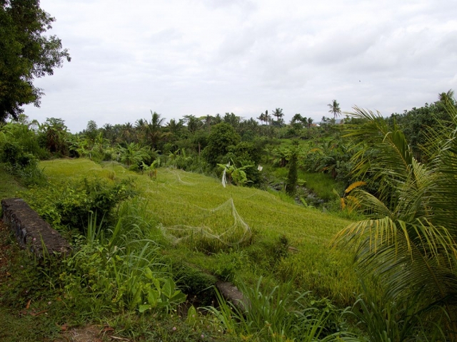 one of the many ricefields in bali 1024x768 640x480 - Eine Reise mit Freunden