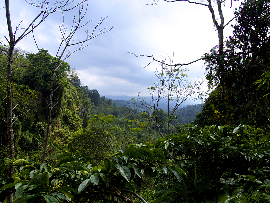 view over the bali jungle - Eine Reise mit Freunden