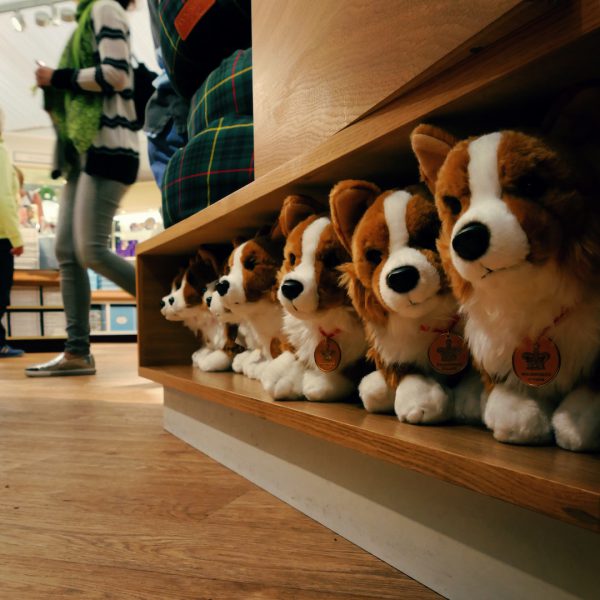 Corgis looking for a new home at the Palace Shop
