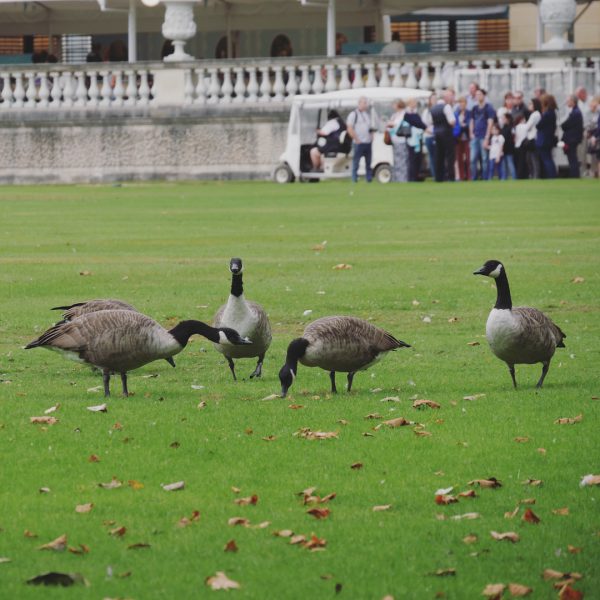 Royal Geese