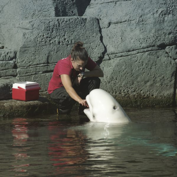 Belugas!