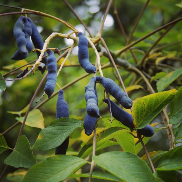 Dead Man's Fingers (Vandusen Botanical Garden)