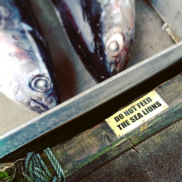 Do not feed the sea lions